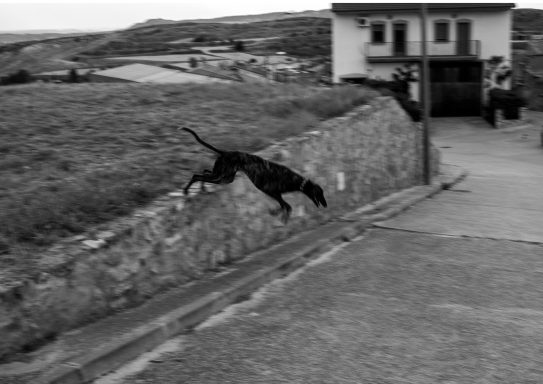 Perro
